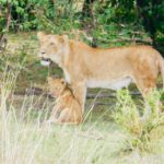 Masai Mara Bild 1