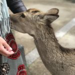 Nara Bild 2