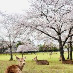Nara Bild 6