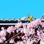 Tokyo Bild 5
