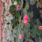 Udon Thani Bild 15