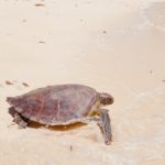 Watamu Bild 4